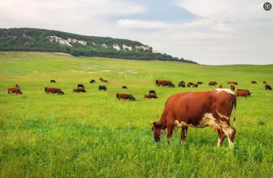 إضافات تغذية